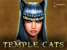 Temple Cats